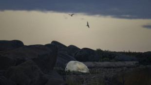 Estudio cuantifica vínculo entre gases de invernadero y supervivencia del oso polar