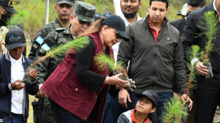 Honduras hat seit 2010 ein Zehntel seiner Waldflächen verloren