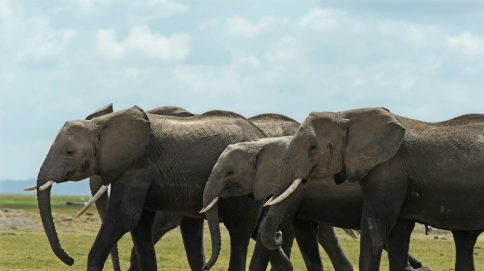 Les éléphants s'appellent entre eux avec un nom