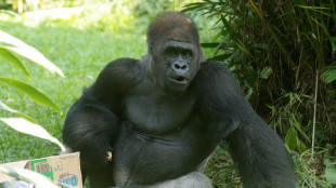 Dai geni dei gorilla nuovi indizi sull'infertilità maschile