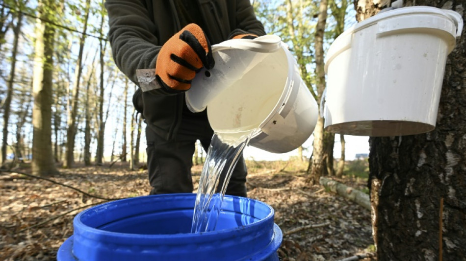 Une détox ? La saison de la sève de bouleau bat son plein